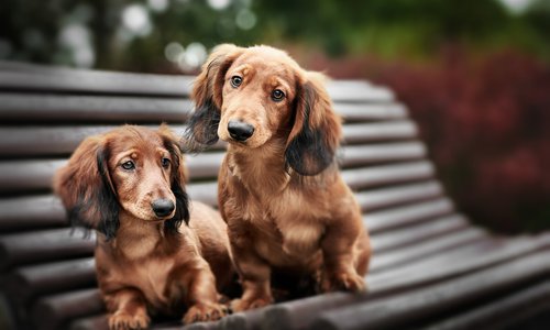 happy two dogs ​​in the park